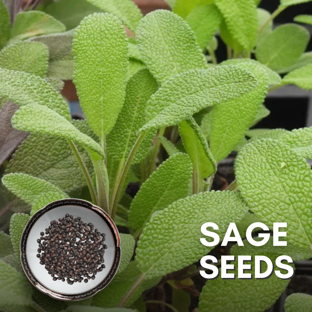 Green Paradise® Sage IMP Seeds Pack