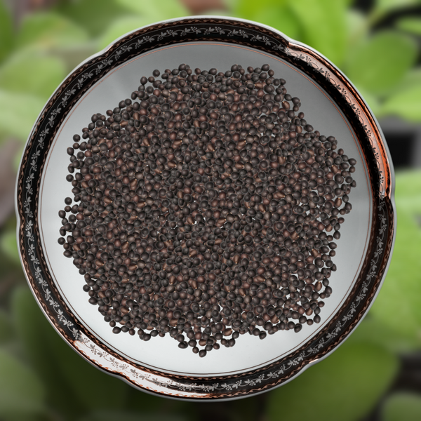 Green Paradise® Imported Sage Seeds Aromatic Culinary Herb for Garden & Pots