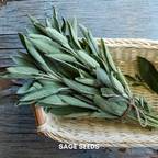 Green Paradise® Imported Sage Seeds Aromatic Culinary Herb for Garden & Pots
