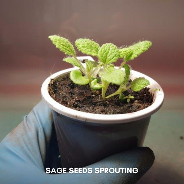 Green Paradise® Imported Sage Seeds Aromatic Culinary Herb for Garden & Pots