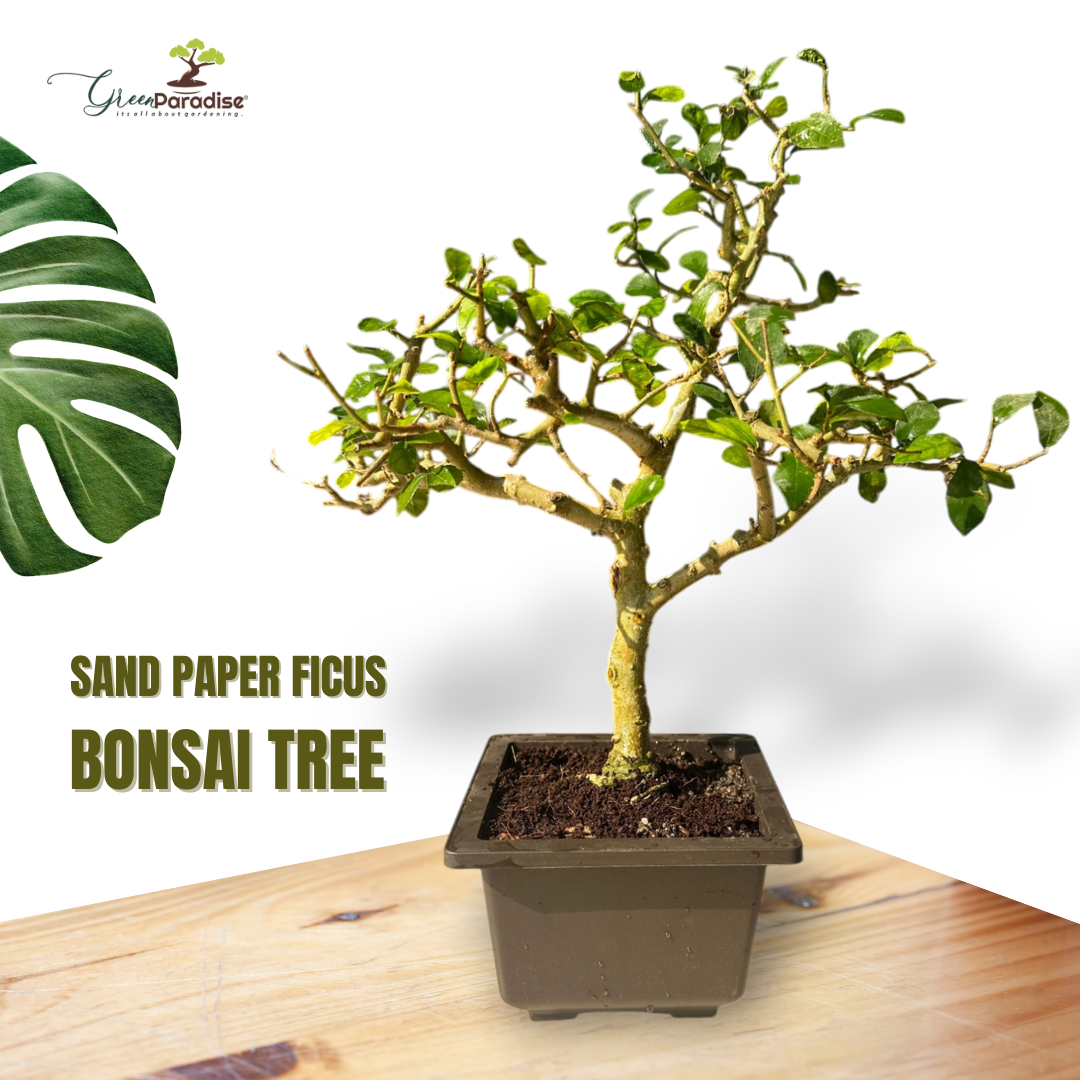 Green Paradise® Sandpaper Ficus Bonsai Streblus asper Bonsai Tree for Home & Office | Low Maintenance Air-Purifying Plant