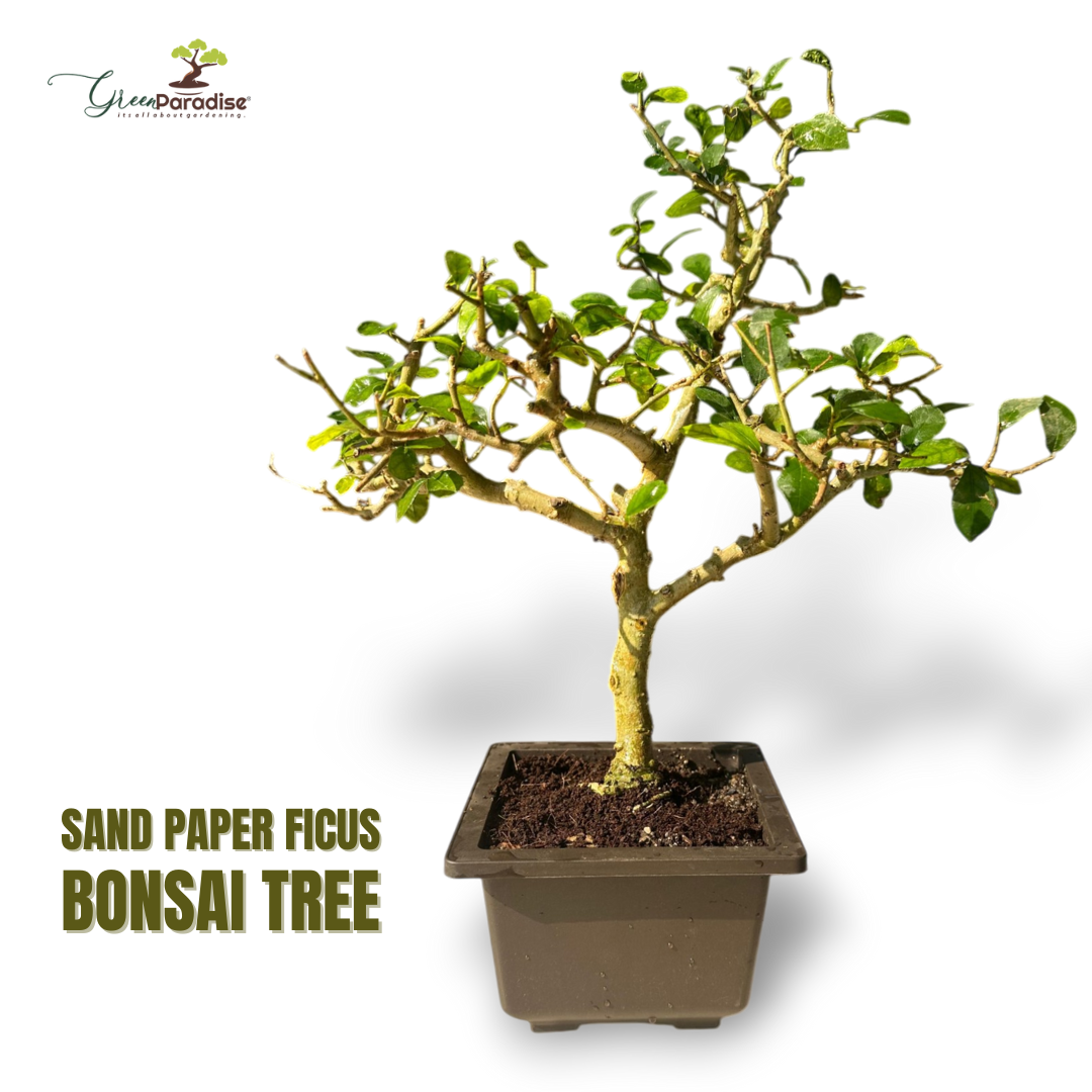 Green Paradise® Sandpaper Ficus Bonsai Streblus asper Bonsai Tree for Home & Office | Low Maintenance Air-Purifying Plant