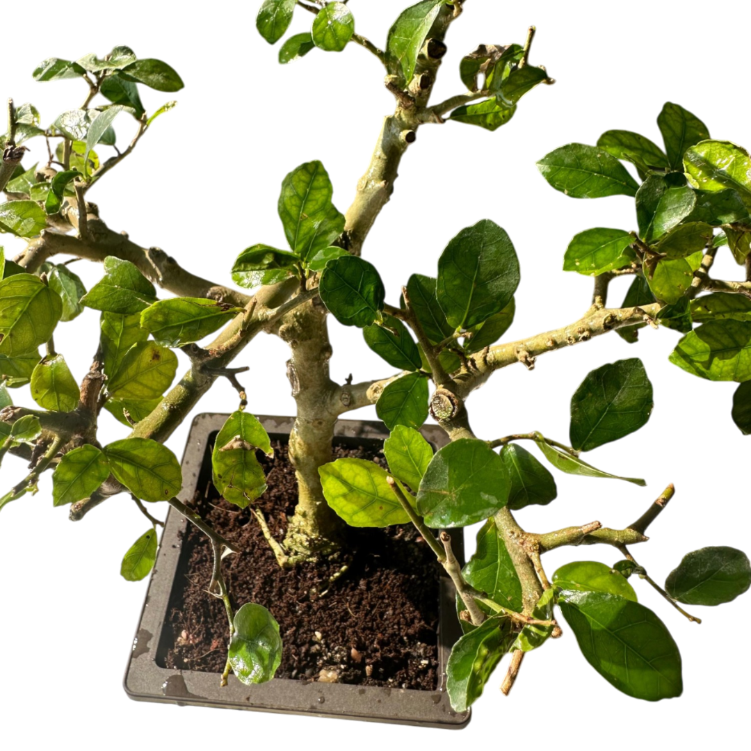 Green Paradise® Sandpaper Ficus Bonsai Streblus asper Bonsai Tree for Home & Office | Low Maintenance Air-Purifying Plant