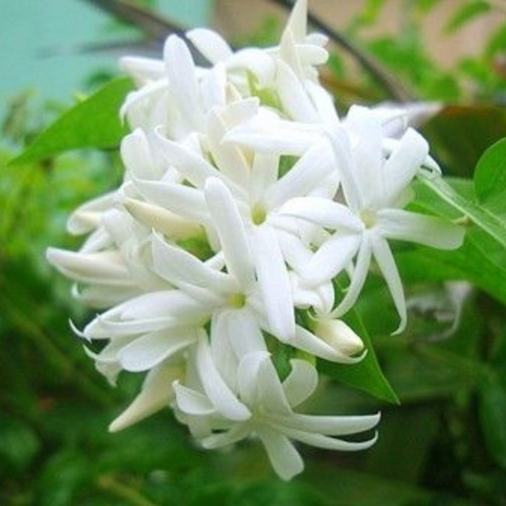 Scented Kunda Plant Paras Live Healthy Plant