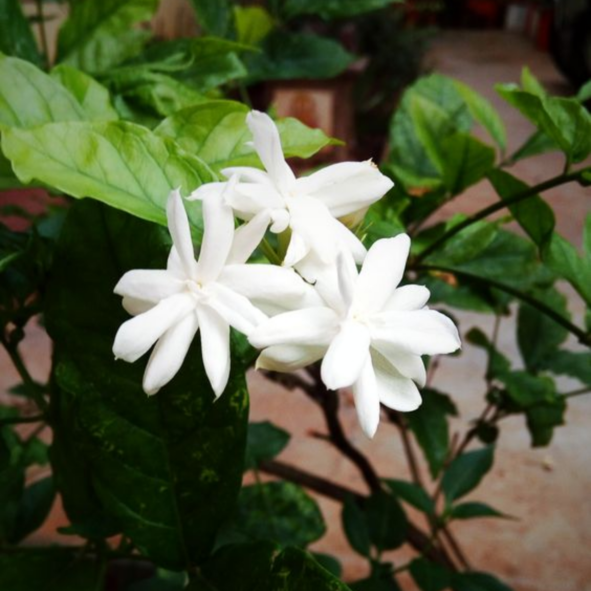 Scented Kunda Plant Paras Live Healthy Plant