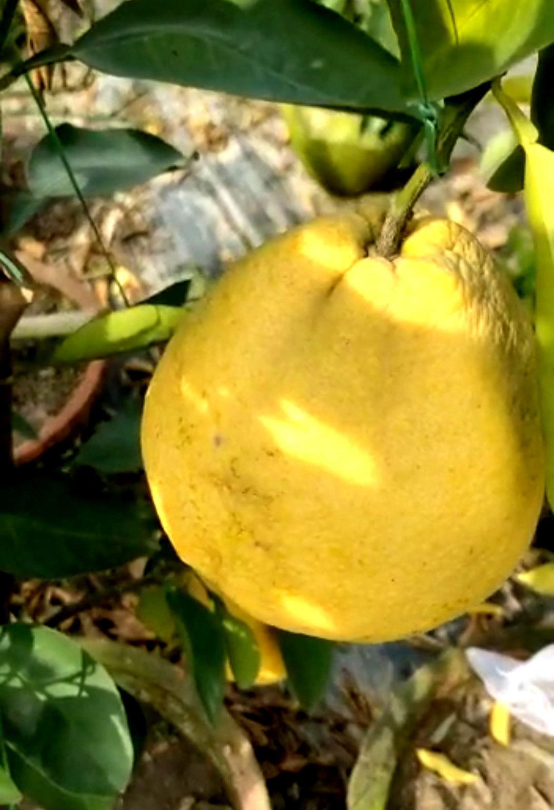 Green paradise Vietnamese Malta new yellow  Malta  live Grafted Plant