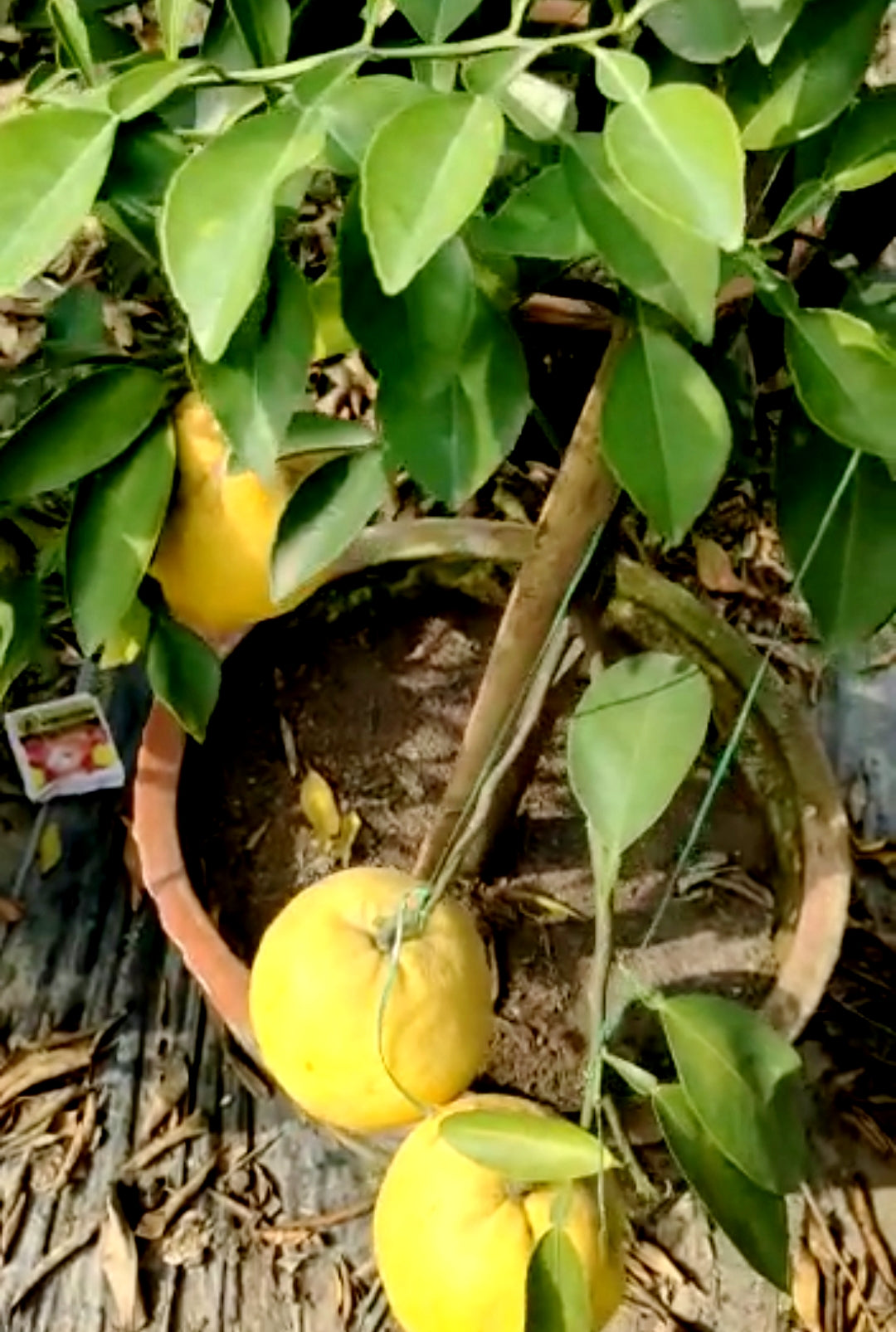 Green paradise Vietnamese Malta new yellow  Malta  live Grafted Plant