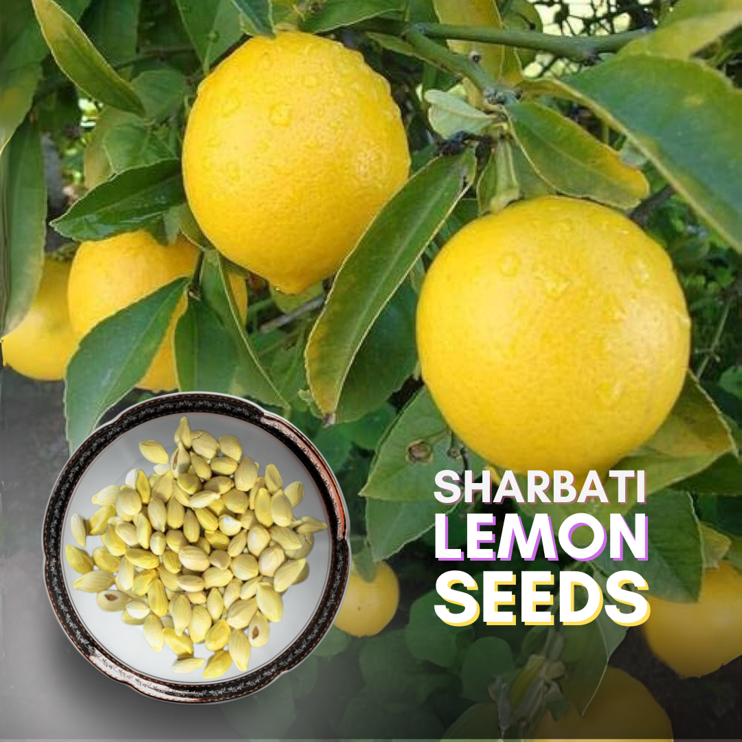 Sharbati Lemon F1 Quality Seeds (pack of 10 seeds)