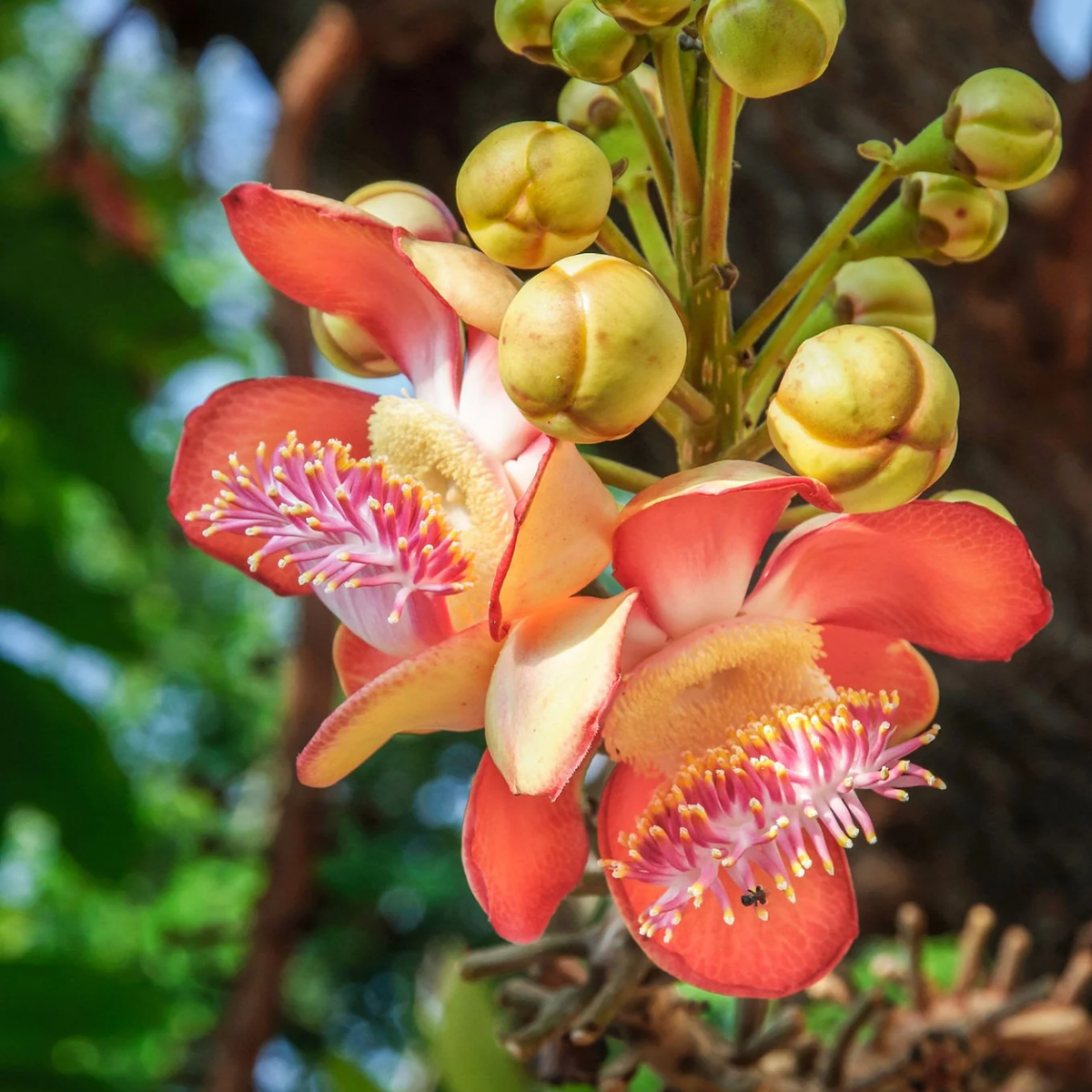 Shiva Linga Tree Holy Nagalinga Tree Cannon Ball Tree Live Plant ...