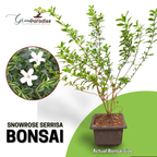 Snow Rose Serissa Pre Bonsai Plant With Plastic Pot