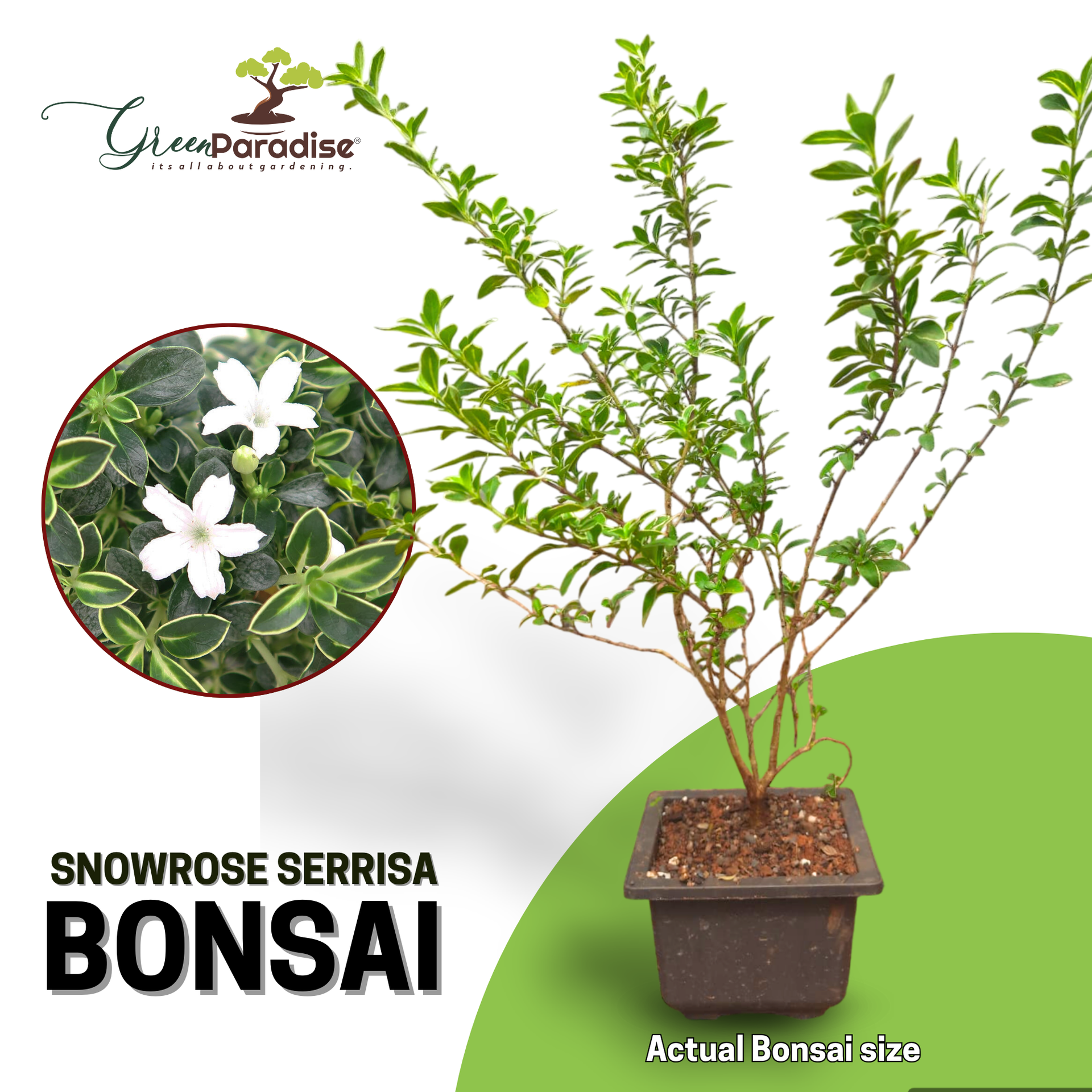 Snow Rose Serissa Pre Bonsai Plant With Plastic Pot