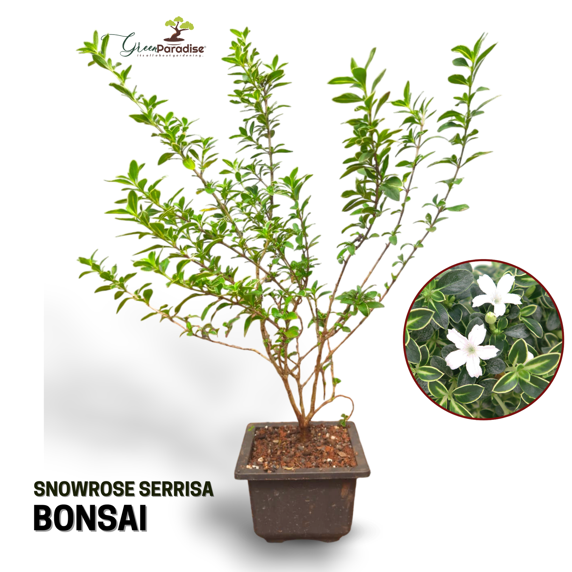 Snow Rose Serissa Pre Bonsai Plant With Plastic Pot