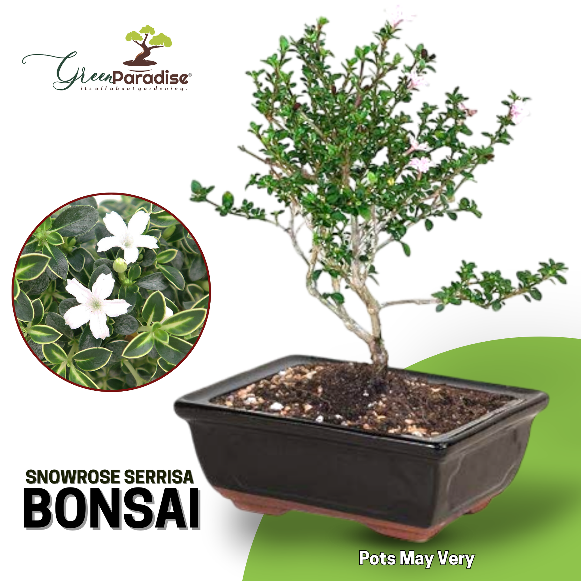 Snow Rose Serissa Bonsai with ceramic bonsai pot