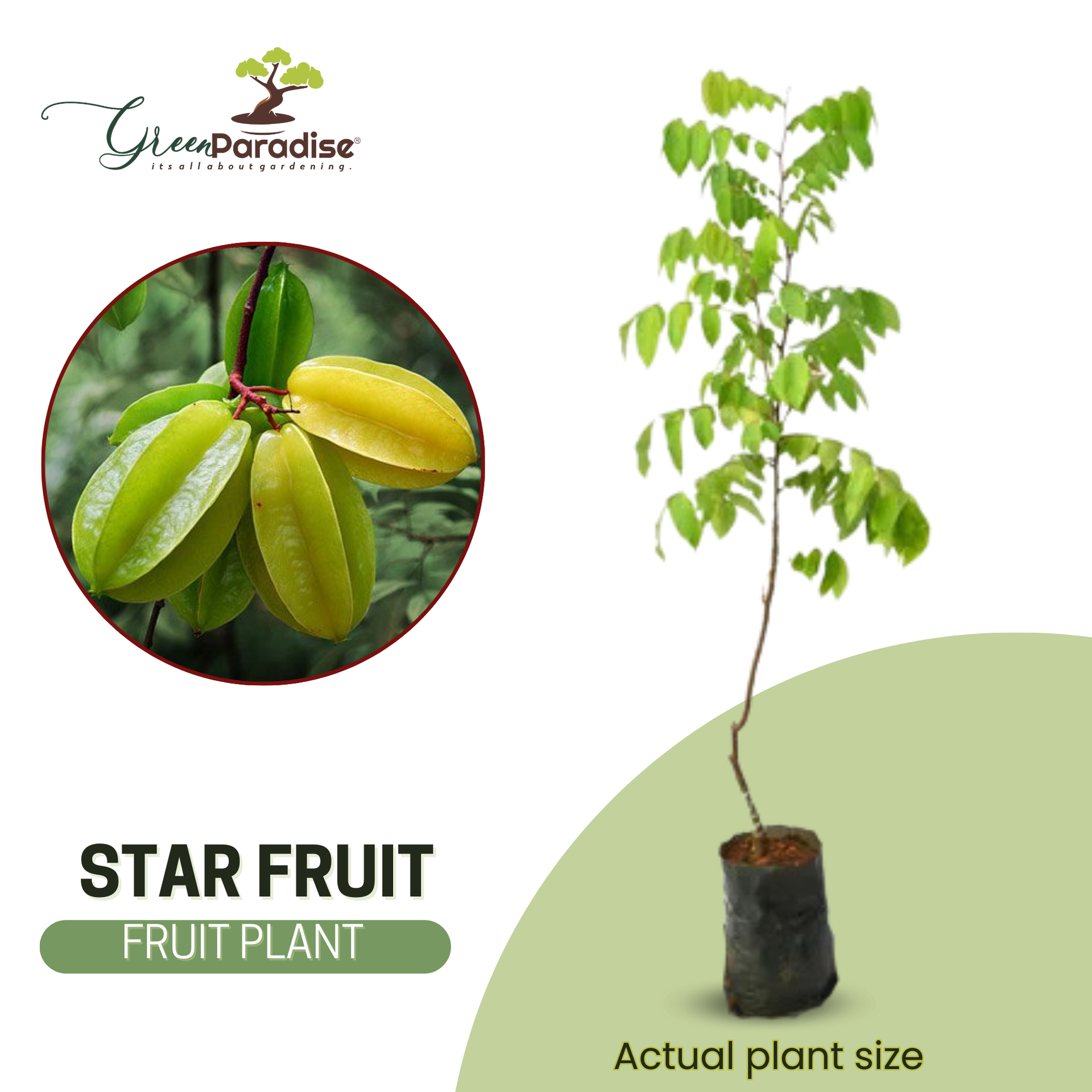 Sweet Star Fruit Live Plant