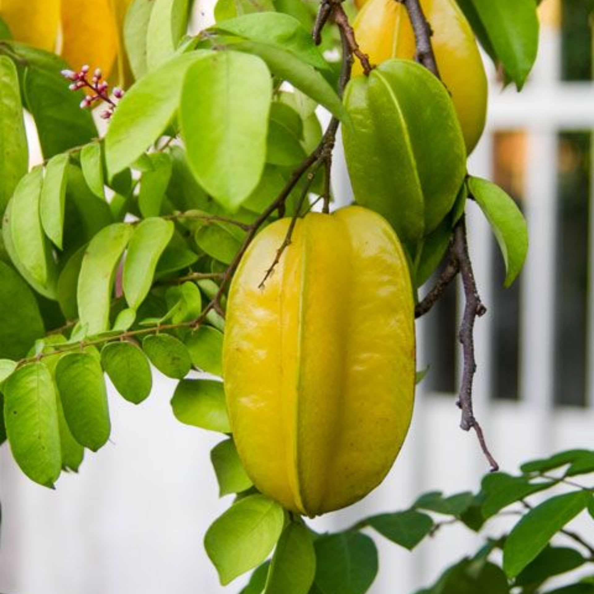 Sweet Star Fruit Live Plant