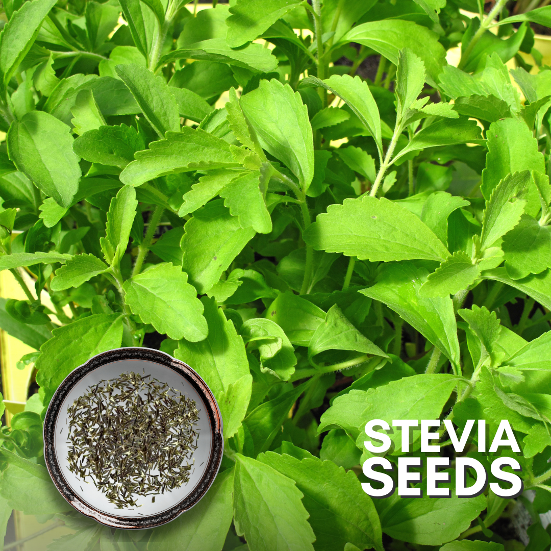 Green Paradise® Stevia IMP (Herbs) Seeds Pack