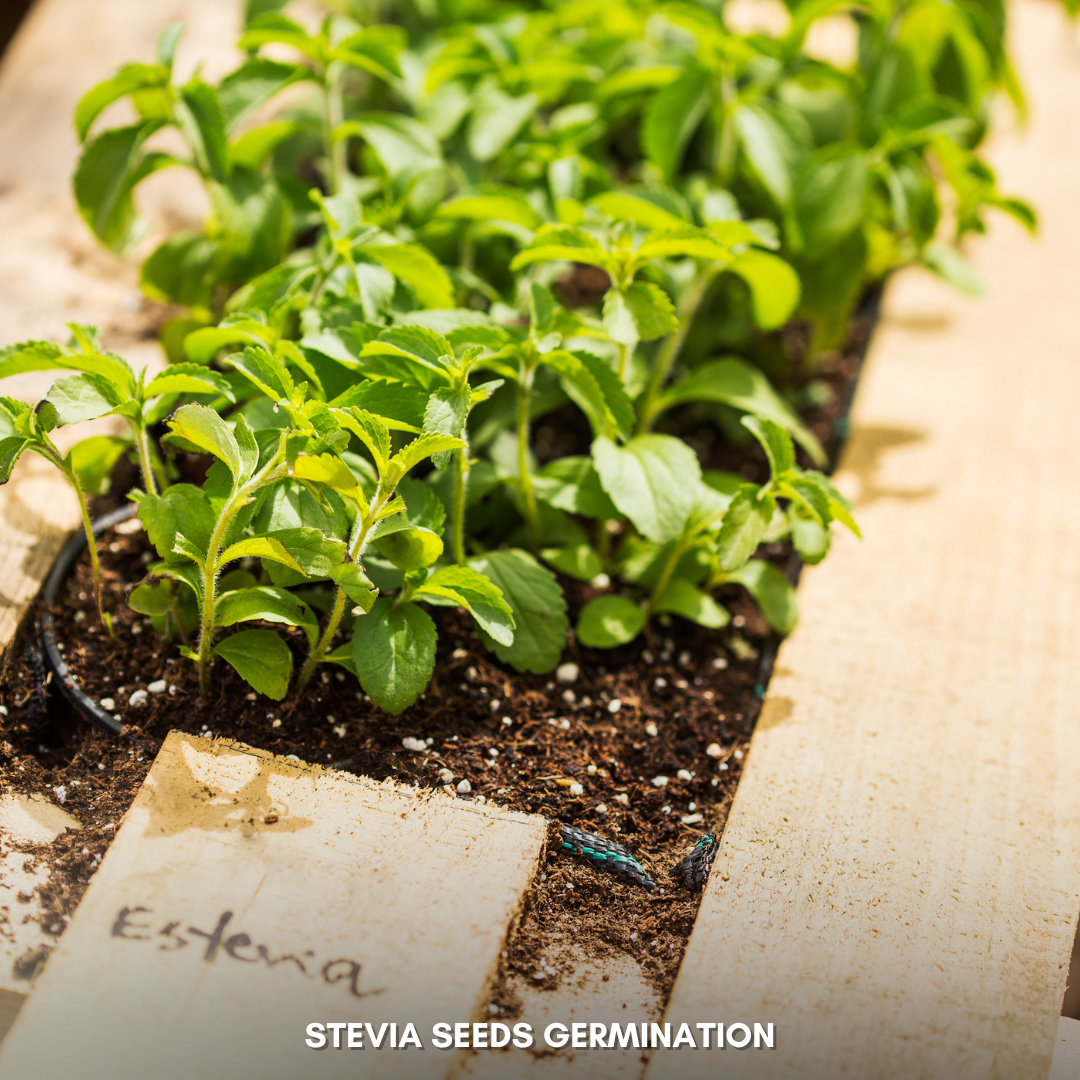 Green Paradise® Stevia IMP (Herbs) Seeds Pack