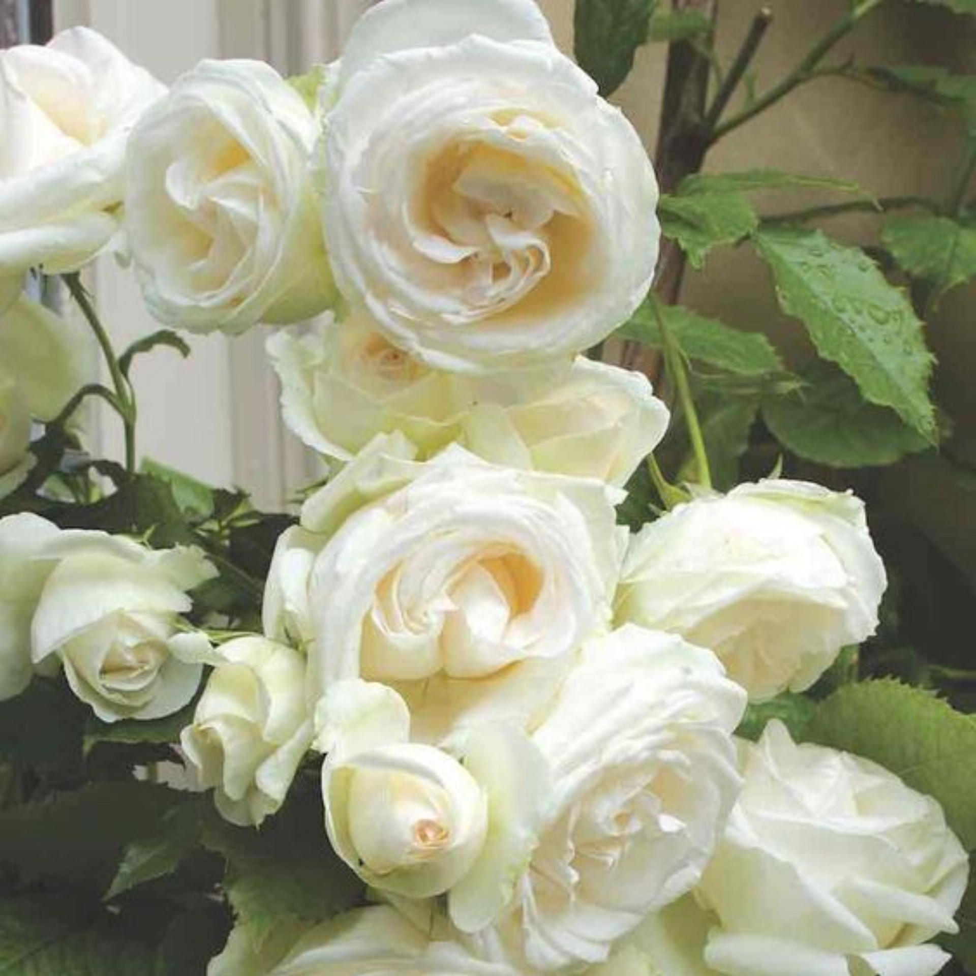 Summersnow Rose Bunch Roses Throneless Roses Plant