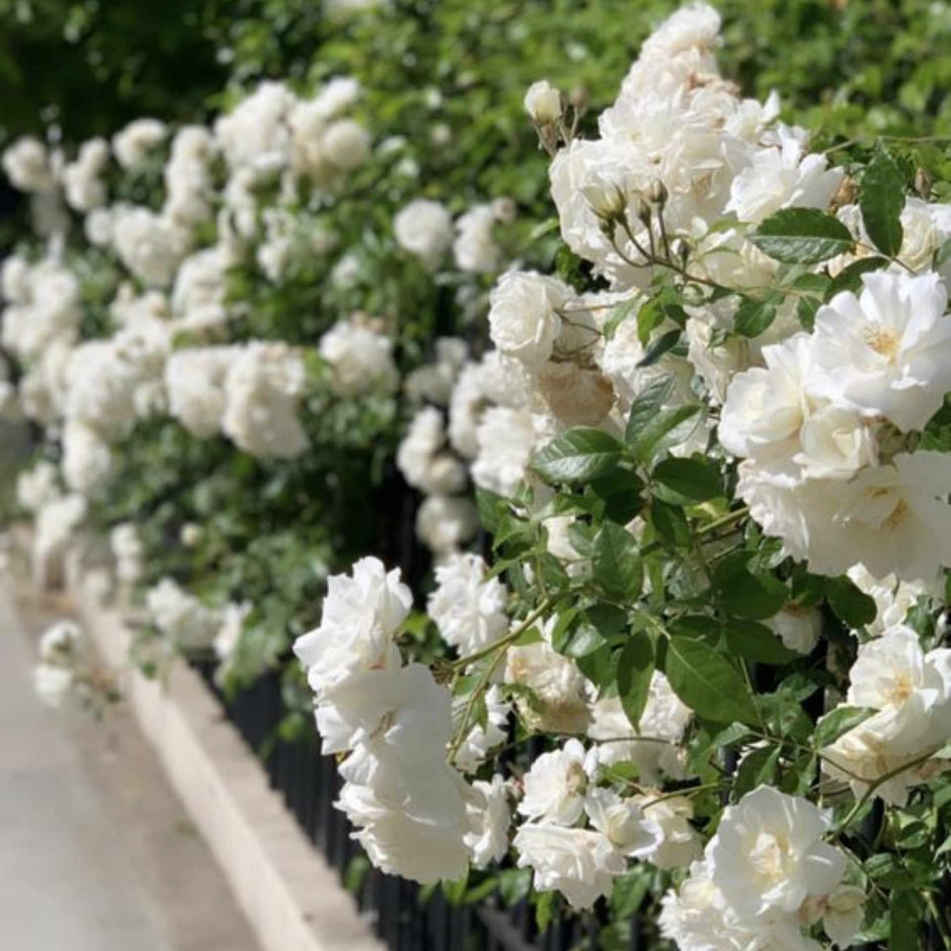 Summersnow Rose Bunch Roses Throneless Roses Plant