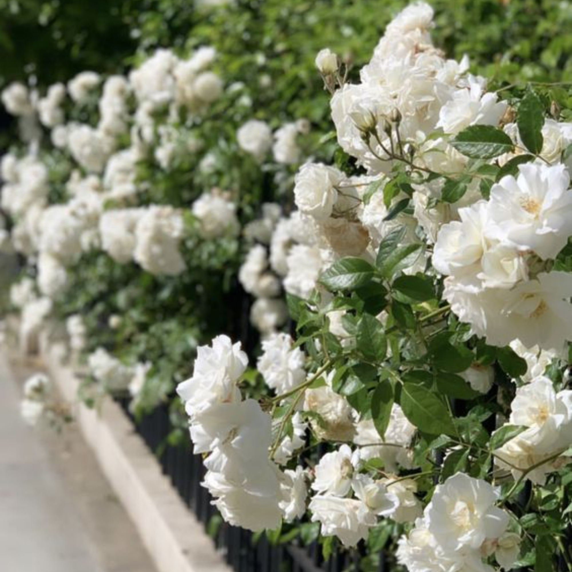 Summersnow Rose Bunch Roses Throneless Roses Plant