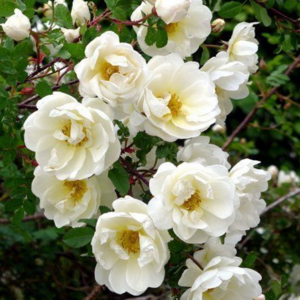 Summersnow Rose Bunch Roses Throneless Roses Plant