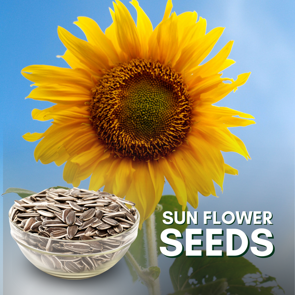 Green Paradise Sunflower seeds F1 Quality Seeds [Pack of 20 seeds]