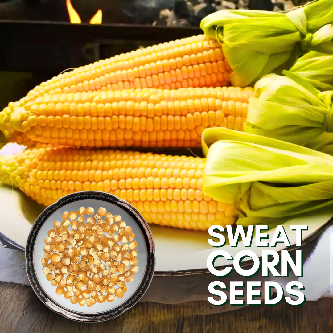 Green Paradise® Sweat Corn F1 Hybrid Seeds Pack