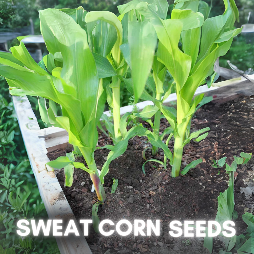 Green Paradise® Sweat Corn F1 Hybrid Seeds Pack