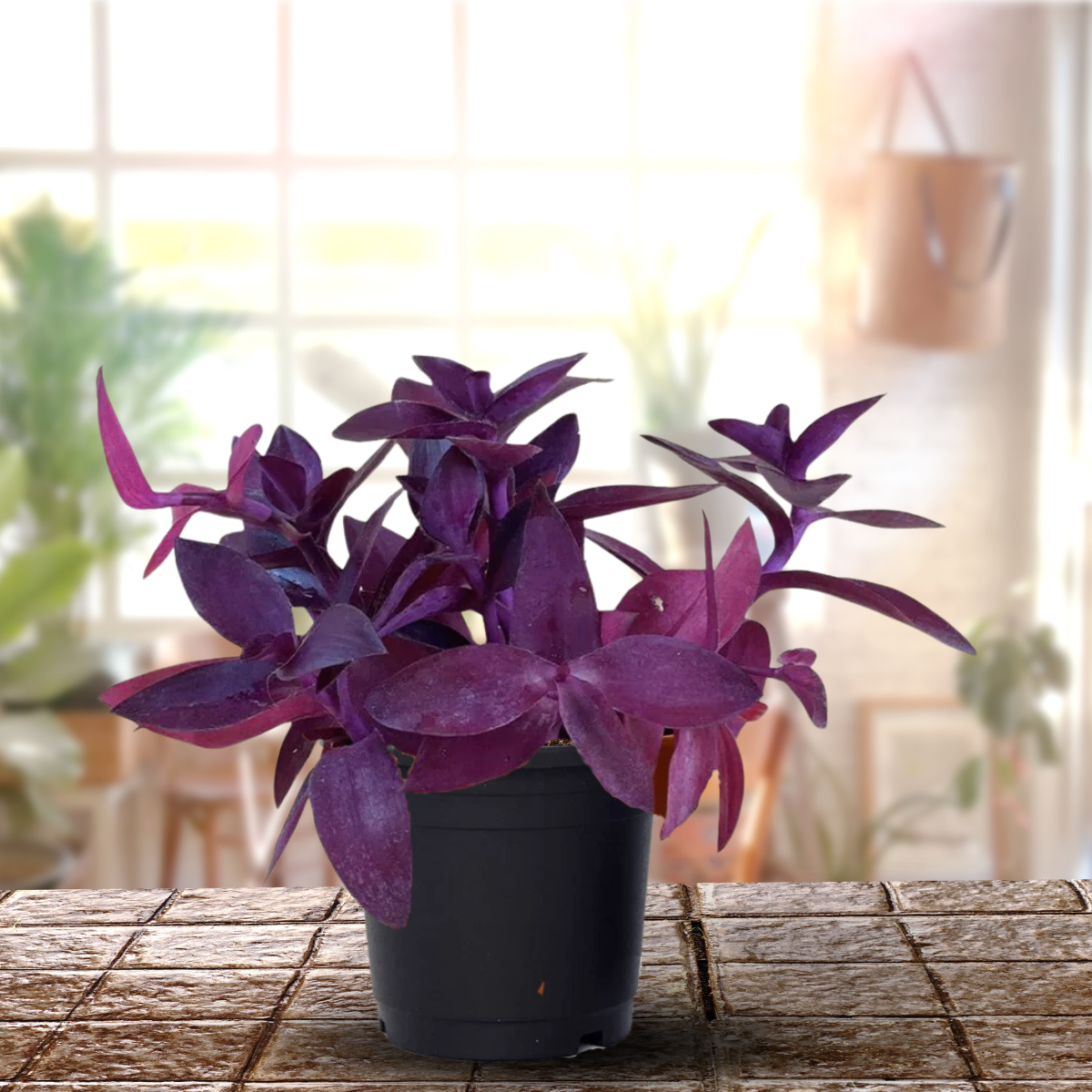 Wandering Jew, Tradescantia Pallida Purple Heart - Purple Queen Live Plant