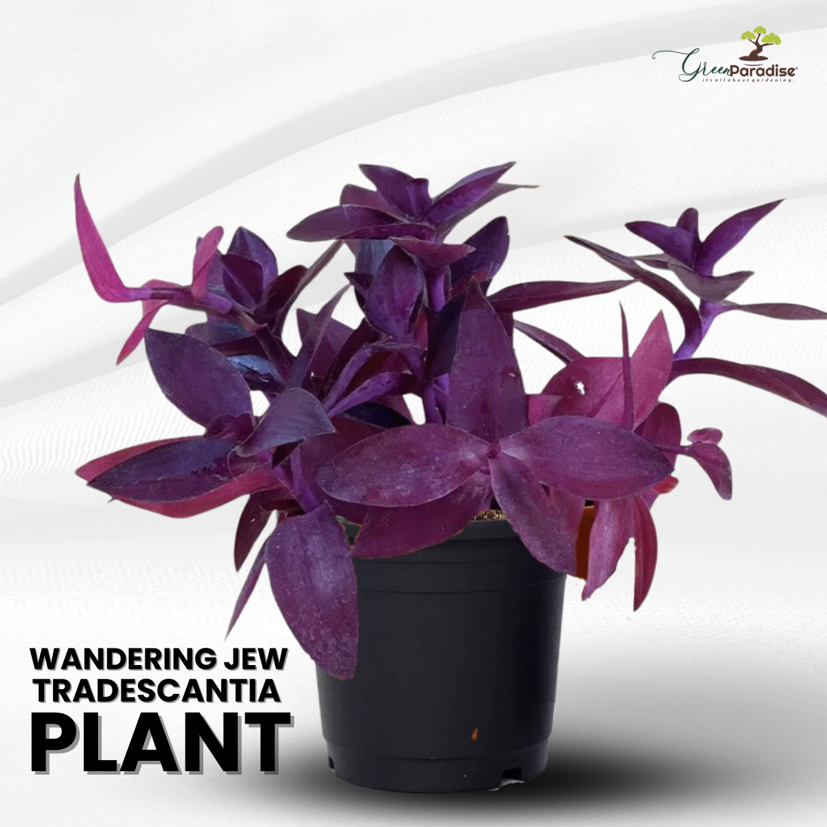 Wandering Jew, Tradescantia Pallida Purple Heart - Purple Queen Live Plant