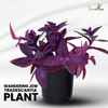Wandering Jew, Tradescantia Pallida Purple Heart - Purple Queen Live Plant