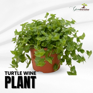 turtle vine potting mix Green Paradise® Turtle Vine plant – GreenParadiseLive