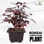 Live Bonsai Loropetalum Plant with Bonsai Pot