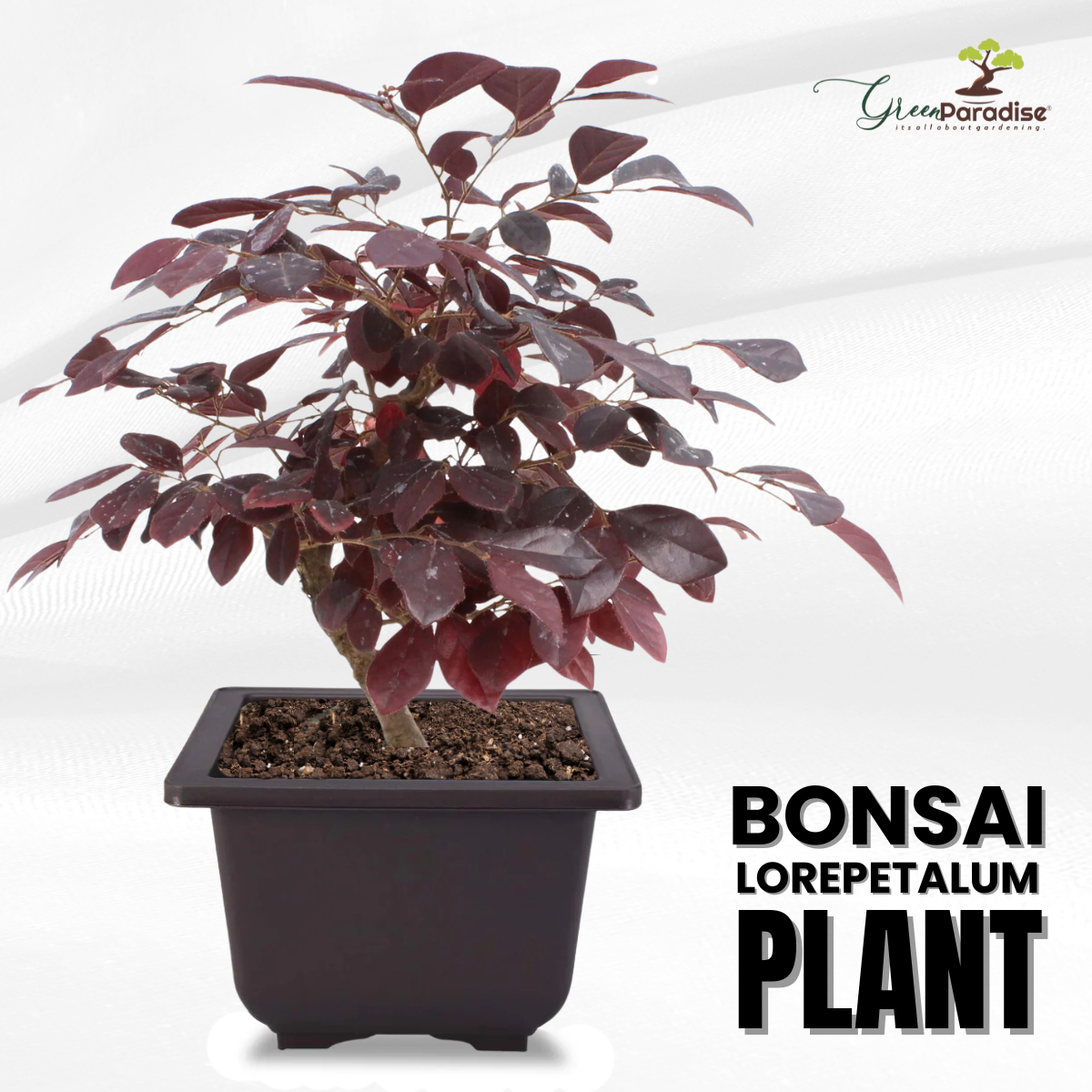 Live Bonsai Loropetalum Plant with Bonsai Pot