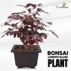 Live Bonsai Loropetalum Plant with Bonsai Pot