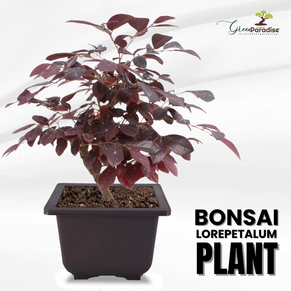 Live Bonsai Loropetalum Plant with Bonsai Pot