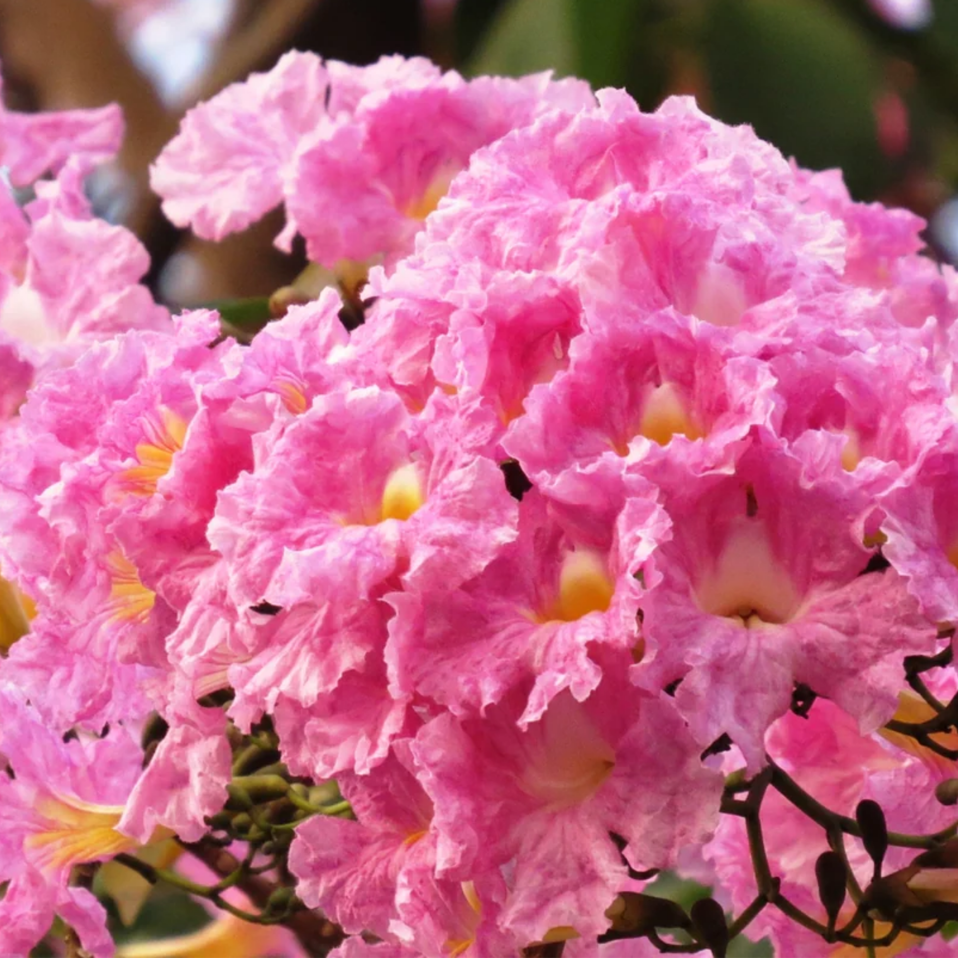 Green Paradise Tabebuia rosea  Pink Trumpet Tree