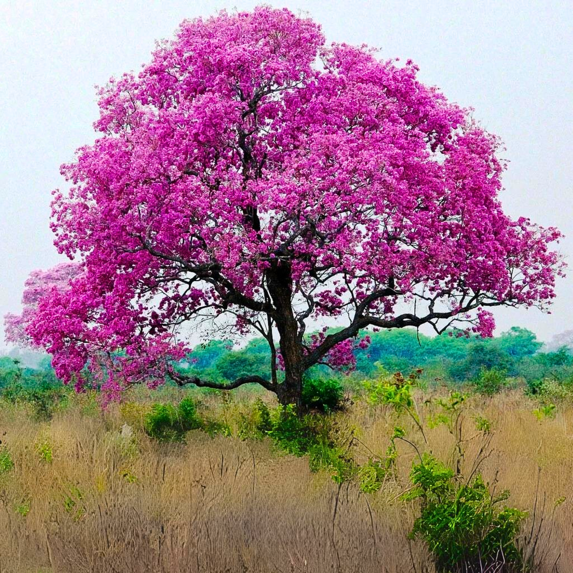 Green Paradise Tabebuia rosea  Pink Trumpet Tree