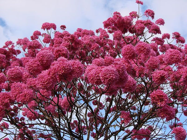 Green Paradise Tabebuia avellanedae Pink Trumpet tree Seeds Pack (10 seeds) Beautiful Pink Flowering Easy And Fast Growing Tree Seeds