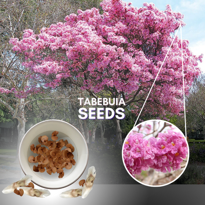 Green Paradise Tabebuia Rosea pink trumpet tree Seeds