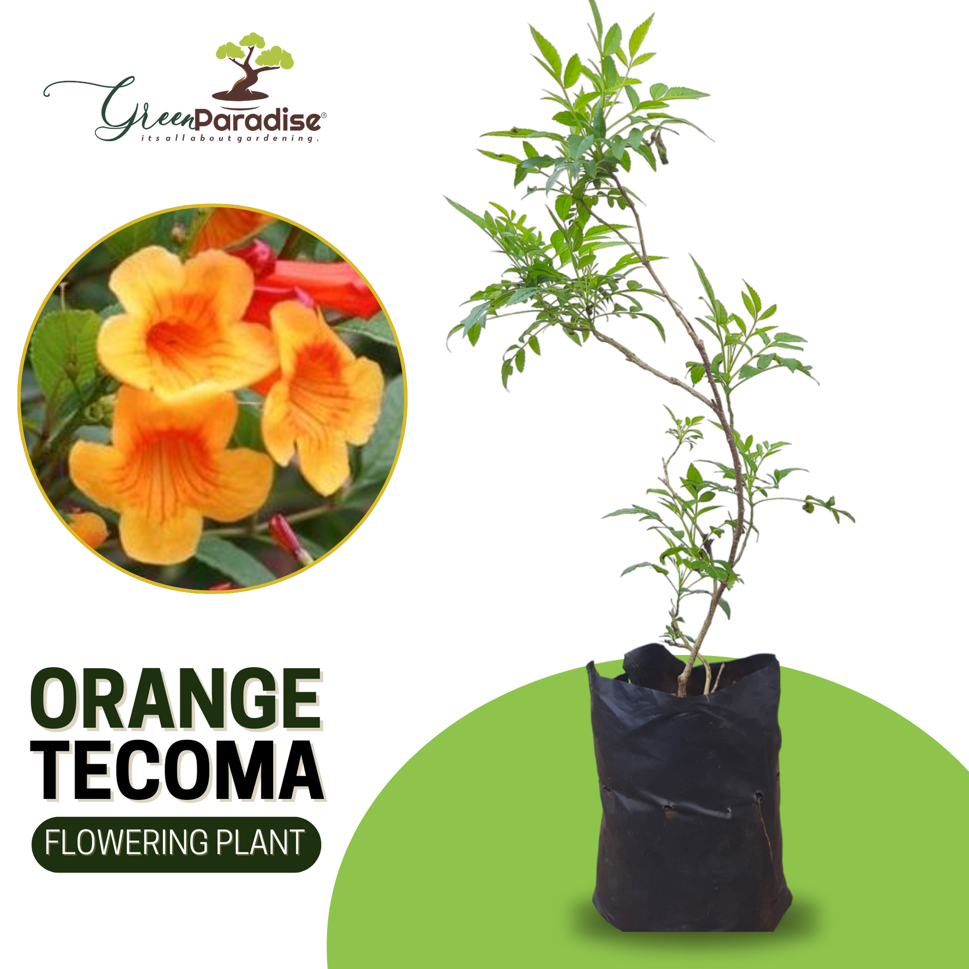 Tecoma Dwarf Orange plant