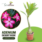 live healthy Adenium Desert Rose seedling plant