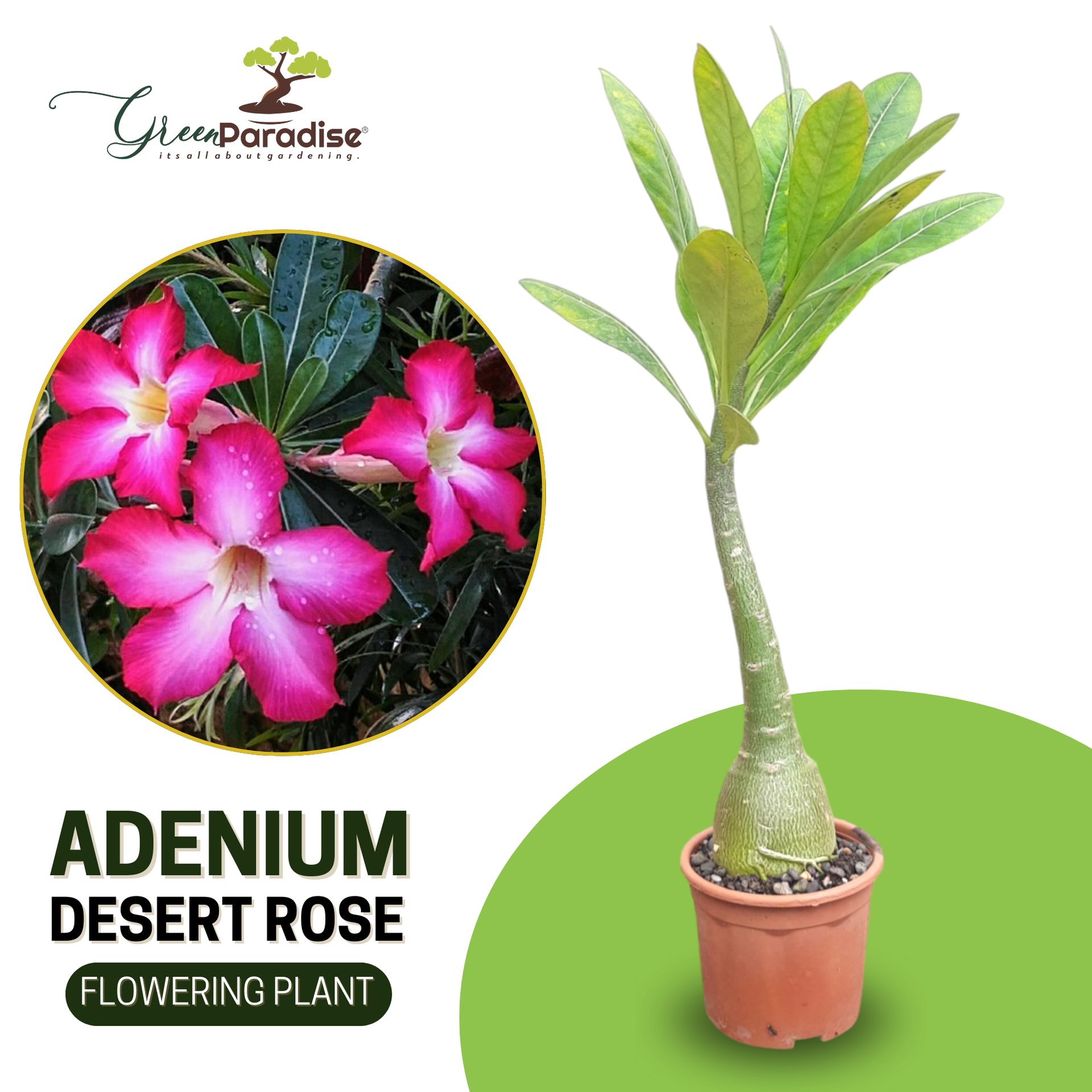 Live healthy Adenium Desert Rose seedlings set of 2 healthy plants from Green Paradise®