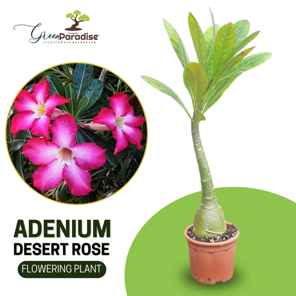 live healthy Adenium Desert Rose seedling plant