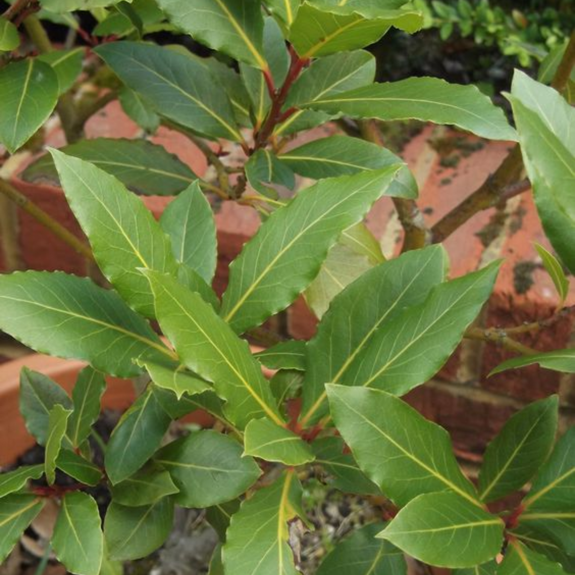 Tezpatta Bay leaves Plant