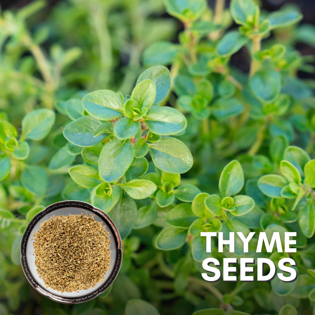 Green Paradise® Thyme IMP (Herbs) Seeds Pack