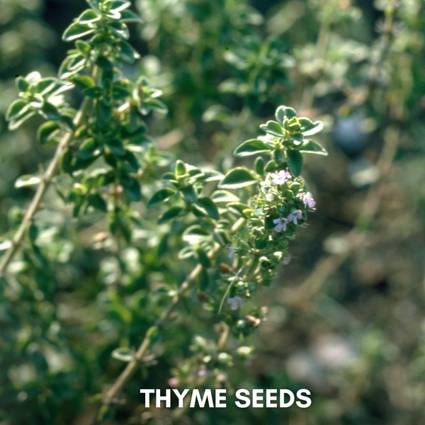 Green Paradise® Thyme IMP (Herbs) Seeds Pack