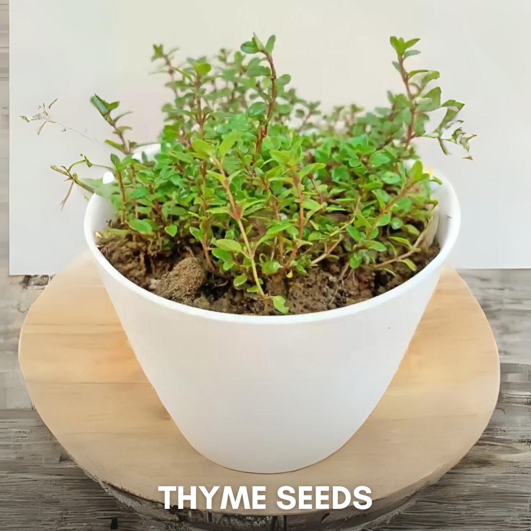 Green Paradise® Thyme IMP (Herbs) Seeds Pack