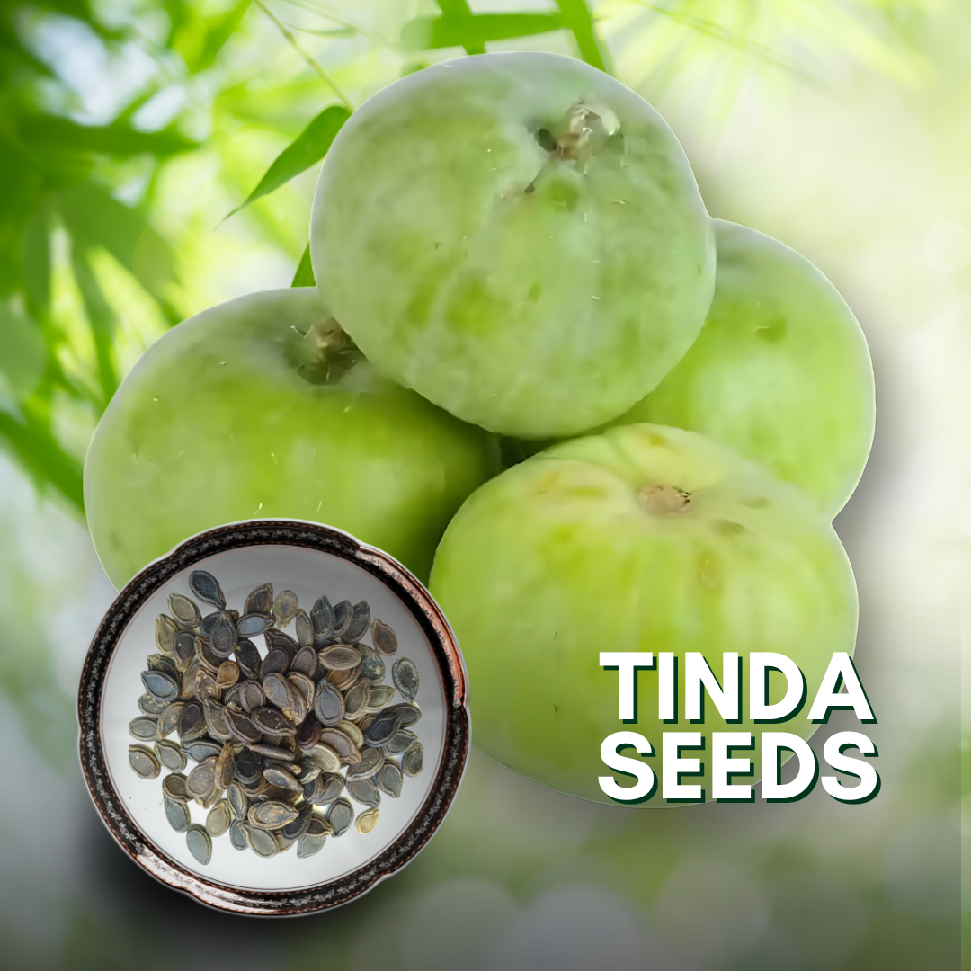 Green Paradise® Tinda Fruit (Indian Round Gourd) Seeds Pack