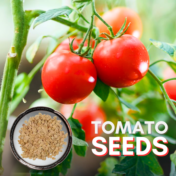 Green Paradise® Desi Tomato Seeds